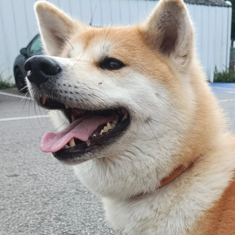 Private pet taxi for dogs travelling between the UK and Europe