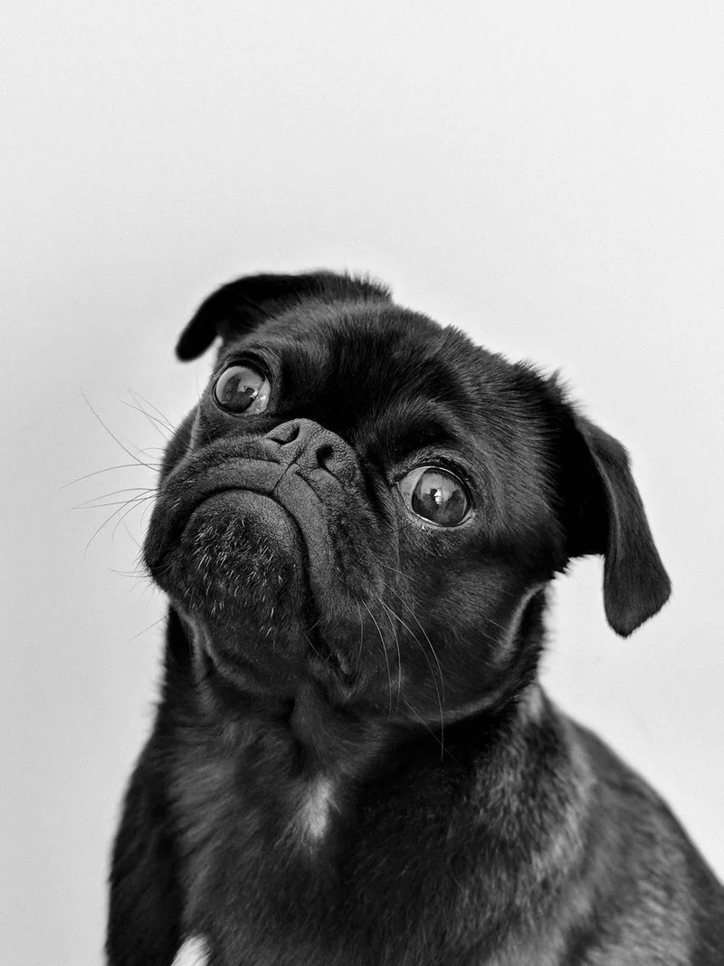 Small dog prepared for safe UK to Europe pet transport