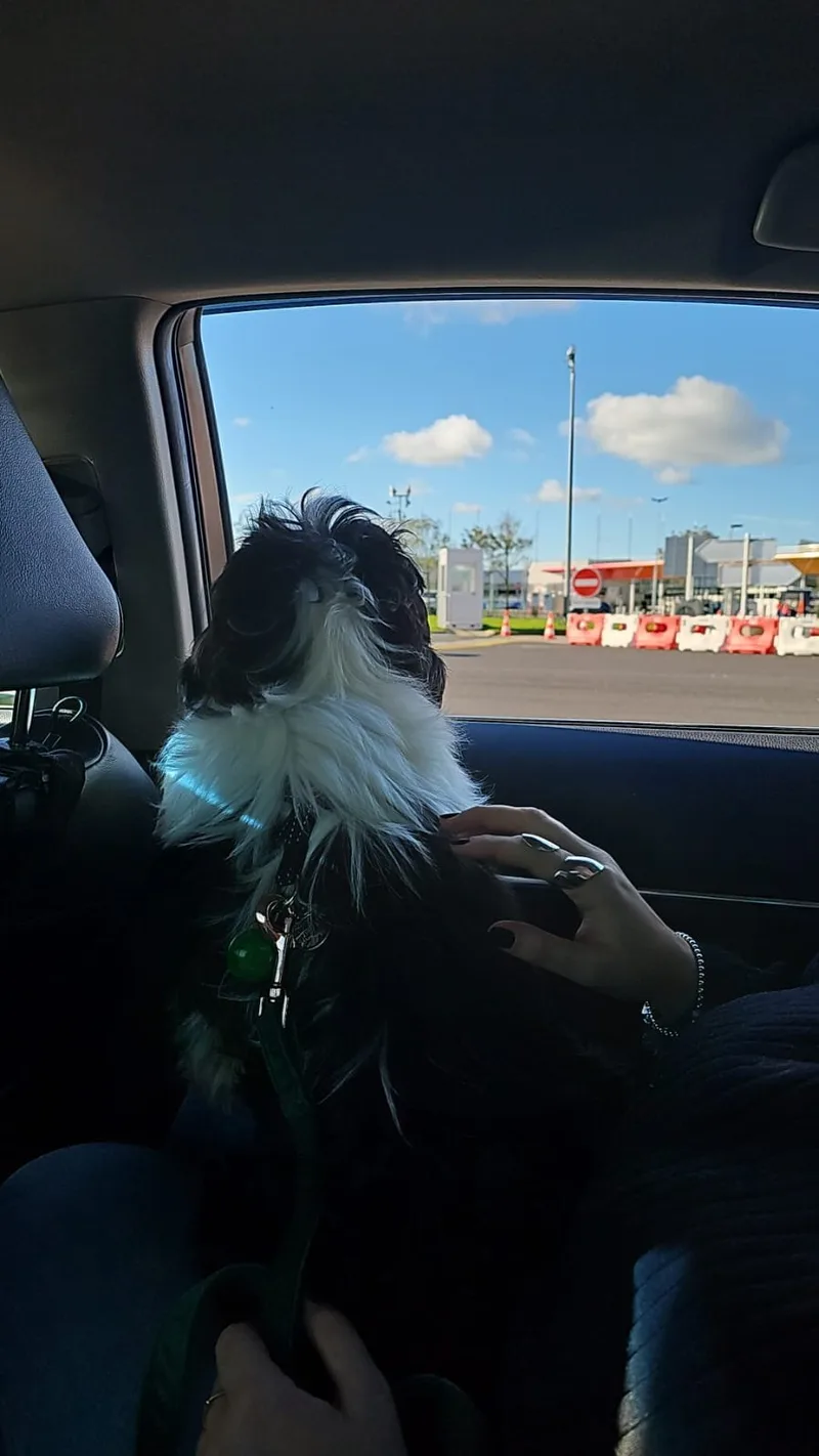 Dog resting during Europe to UK pet transport