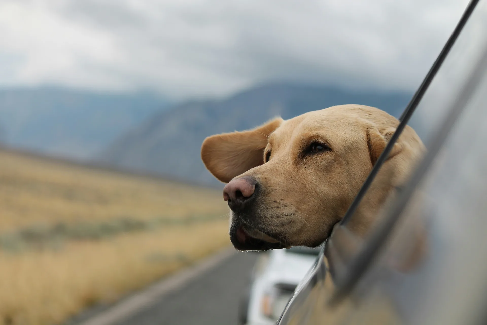 Silver Pet Travel private pet taxi