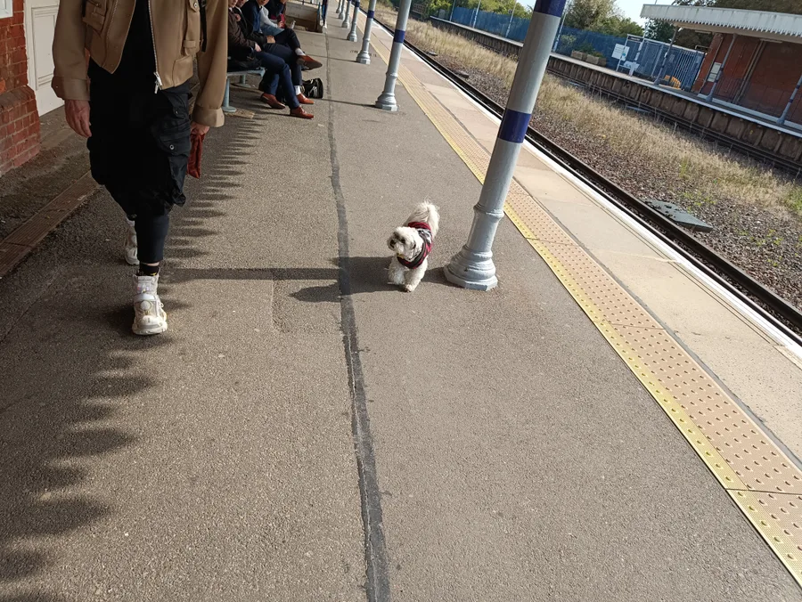 Small dog during private pet taxi travel between the UK and Europe